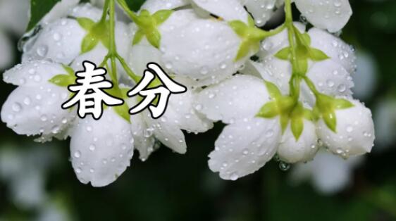 形容春分的优美句子